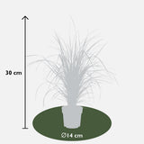 Calamagrostis X 'Overdam' dans un décor de salon élégant