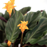 Calathea Crocata - Plante Pauwen - ø14cm - ↕40cm
