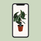 Plante artificielle Alocasia Pink Dragon Ø19 cm