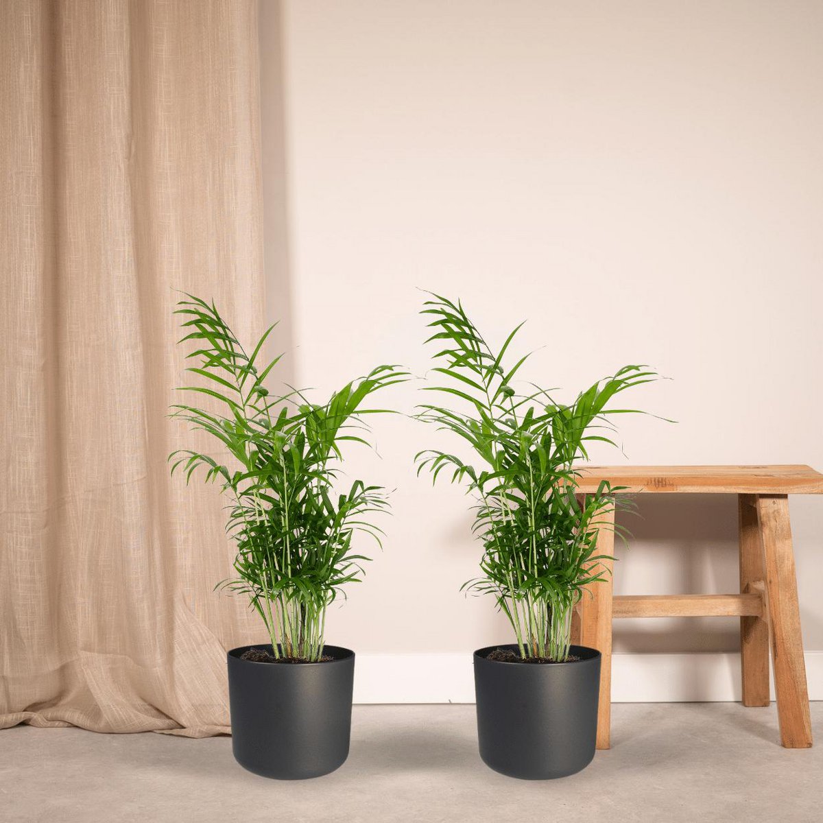 2x Chamaedorea elegans - Palme de montagne mexicain - 55 cm - Ø17