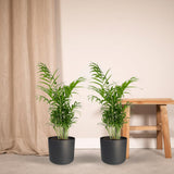 2x Chamaedorea elegans - Palme de montagne mexicain - 55 cm - Ø17