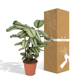 Calathea Whitestar - Plante Paon - 50cm - Ø19