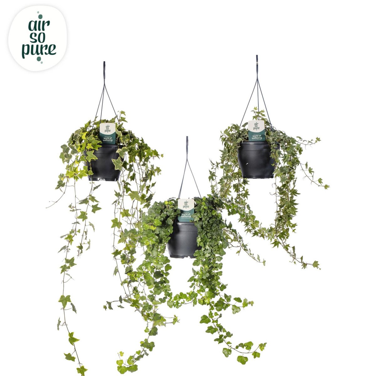 Hedera Helix Air mixte So Pure - Plante verte luxuriante dans un pot de 19 cm
