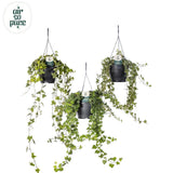 Hedera Helix Air mixte So Pure - Plante verte luxuriante dans un pot de 19 cm