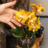 Lot de 3 orchidées orange doré avec pot Como et réservoir d'eau