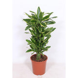 Dracaena Côte Dorée - Ø27cm - ↕110cm