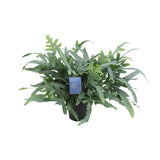 Plante Phlebodium aureum fougère bleue Ø17 cm