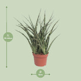 Sansevieria Fernwood Punk - Ø12cm - ↕35cm