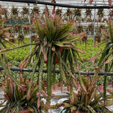 Plante artificielle Lepismium cruciforme rouge 21 cm