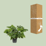Philodendron Xanadu - Ø21cm - ↕60cm
