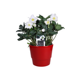 Helleborus niger 'Christmas Carol' XL blanc