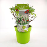 Buddleja 'Butterfly Candy' Ø19 cm