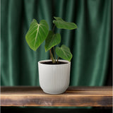 Philodendron Glorisoum - Ø12cm - ↕35cm