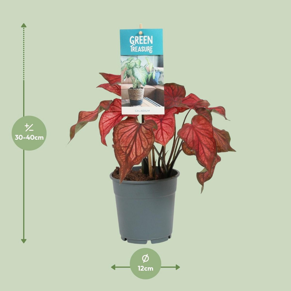Détail des feuilles du Caladium Rood - Couleurs vives