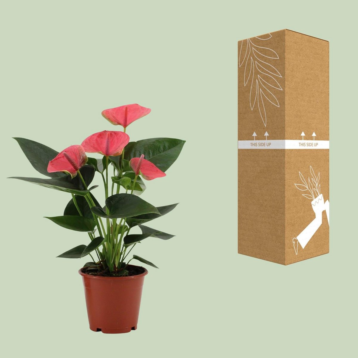 Image de diapositive