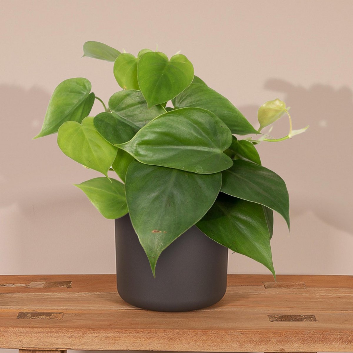 Philodendron Scandens en pot Ø12 cm