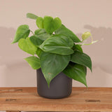 Philodendron Scandens en pot Ø12 cm