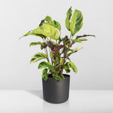 Plante artificielle Calathea fusion jaune en pot 14 cm