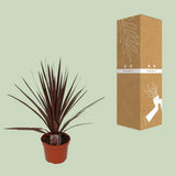 Plante Cordyline Australis rouge