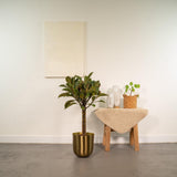 Ficus elastica Melany avec pot doré