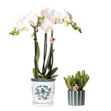 Ensemble orchidée blanche Amabilis et succulente en pot Malaga et Painted Stripe