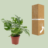 Minima Monstera - Ø1SCM - ↕25cm