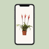 Vriesea Elan Tuft - Ø12cm - ↕55cm