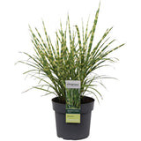 Miscanthus sinensis Strress - Ø 23. - ↕60cm - Ø19 - ↨50cm