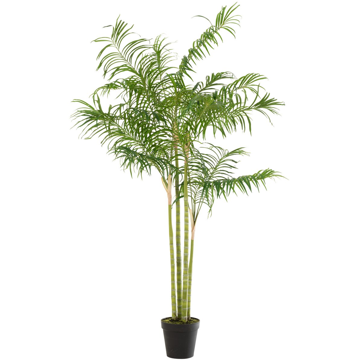 Détail des feuilles vertes de la plante Bambou Palmier en pot