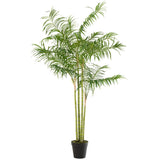 Détail des feuilles vertes de la plante Bambou Palmier en pot