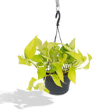 Plante Epipremnum Scindapsus doré Ø15 cm H25 cm