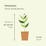 Lot de 4 plantes d'intérieur sûres pour animaux