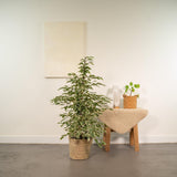 Ficus benjamina twilight Ø21 cm