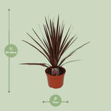 Plante Cordyline Australis rouge