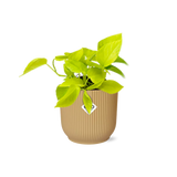 Epipremnum pinnatum jaune 14 cm