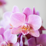 Lot de 2 orchidées Phalaenopsis Trevino en pot Ø9 cm