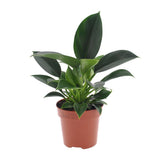 Philodendron Ø12 cm H25 cm