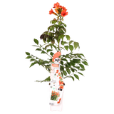 Campsis Summer Jazz Fire Trumpette - Ø19cm - ↕70cm - Ø15 - ↨65cm