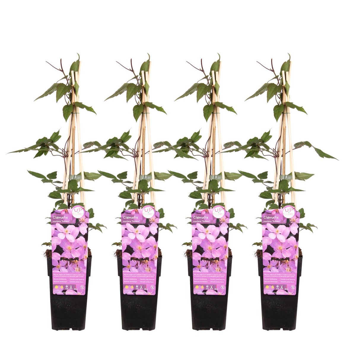 4x - Clematis Montana 'var. Rubens '- ↨65cm - Ø15