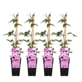 4x - Clematis Montana 'var. Rubens '- ↨65cm - Ø15