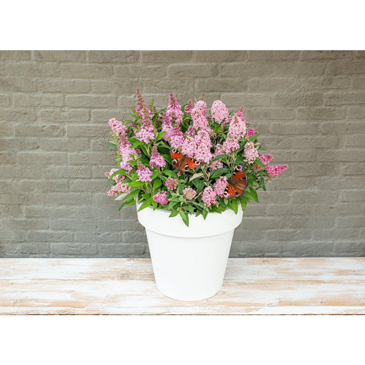 Buddleja 'Butterfly Candy Little Pink' sur une table décorative
