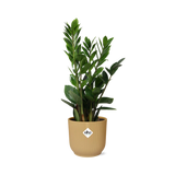 Plante artificielle Zamioculcas Ø14 cm hauteur 45-50 cm