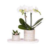 Ensemble de plantes Le Chic avec orchidée Phalaenopsis blanche et succulente en pots céramique