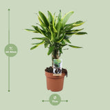 Plante artificielle Dracaena Golden Coast verte
