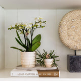 Kolibri Accueil | Pot en marbre - Clair - Ø6cm