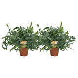 Lot de 2 plantes artificielles phlebodium bleu 17 et 60 cm