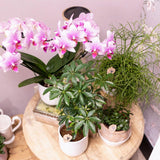 Orchidée Phalaenopsis rose en pot Ø9 cm