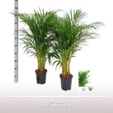 Dypsis Lutescens - Ø17 ↕100
