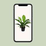 Anthurium Karma Botanical - Ø30cm - ↕90cm