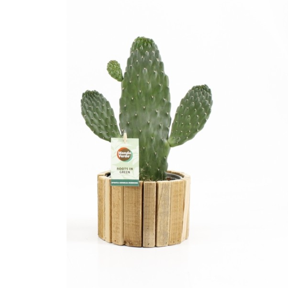 Console Opuntia rubescens en bois avec un design élégant et naturel